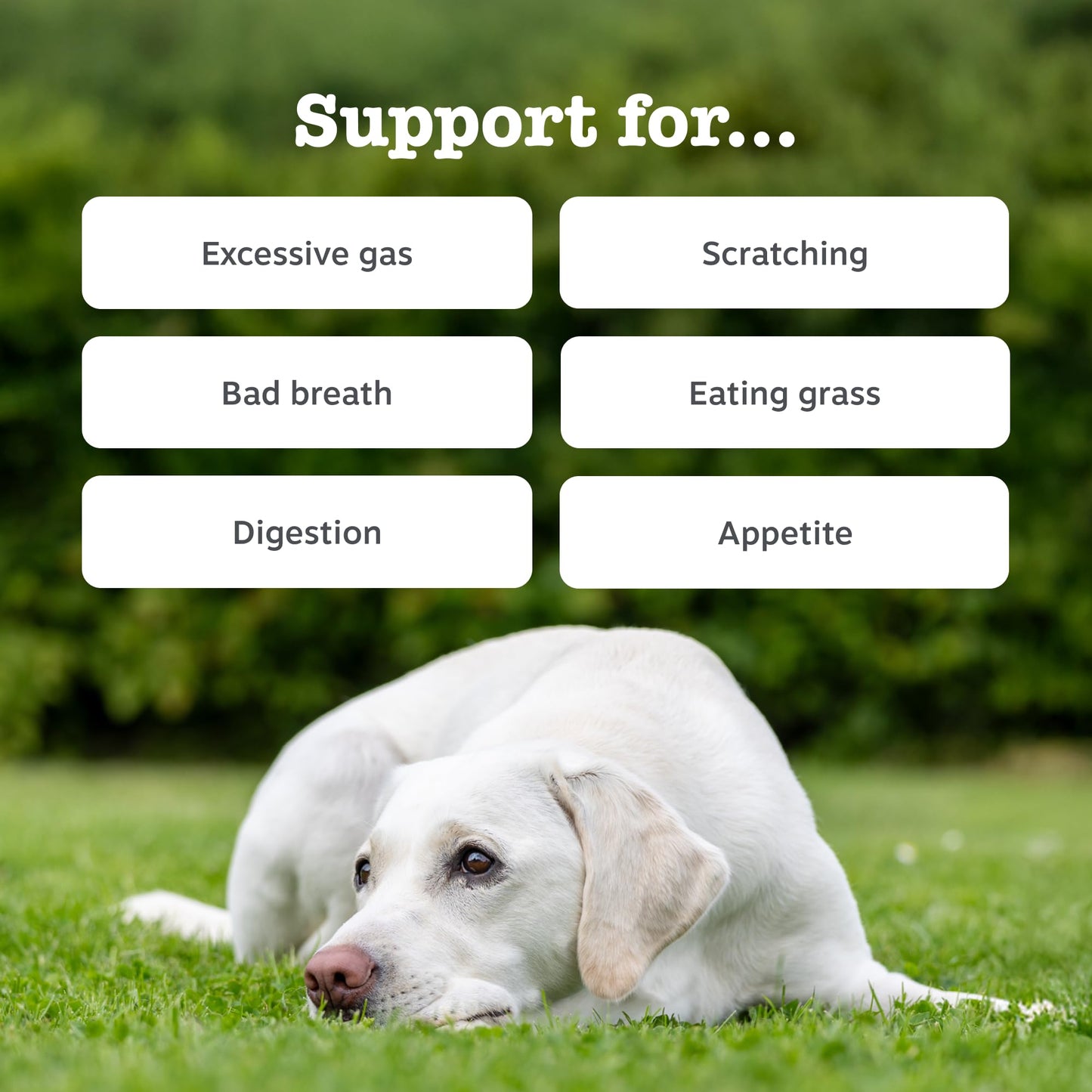 Zesty Paws Probiotic Bites for Dogs – Digestive Health Supplement